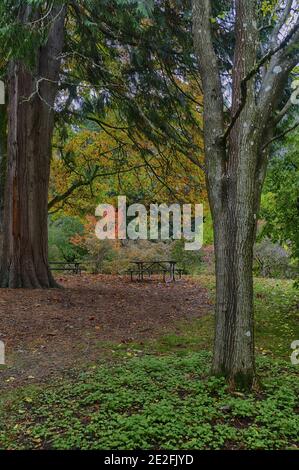 Vertikale Aufnahme von Herbstbäumen in Seattle arb Stockfoto
