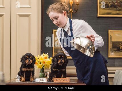 Ein King Charles Spaniel Hund serviert eine Mahlzeit in einem schönen Restaurant an einem Tisch von einem Kellner / Kellnerin. Kredit - Phil Wilkinson / Alamy Stockfoto