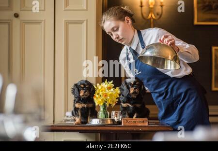 Ein King Charles Spaniel Hund serviert eine Mahlzeit in einem schönen Restaurant an einem Tisch von einem Kellner / Kellnerin. Kredit - Phil Wilkinson / Alamy Stockfoto