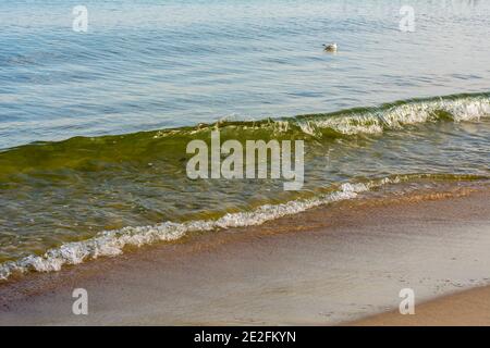 Brechende Meereswelle in der Nähe des Ufers. Surfen und nasser Sand aus nächster Nähe. Selektiver Fokus, Nebelansicht. Stockfoto