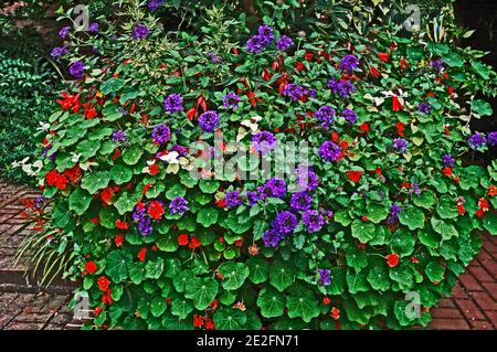 Verbena x Hybrid 'Homestead Purple' in einem gemischten großen gepflanzt Container auf einer Terrasse in einem Landgarten Stockfoto