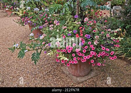 Verbena x Hybrid 'Homestead Purple' und gemischte gepflanzte Behälter auf Eine Terrasse in einem Landgarten Stockfoto