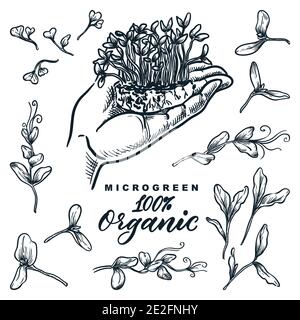 Microgreen Sprossen-Set, handgezeichnete isolierte Designelemente. Hand hält wachsende Kräuter und Pflanzen, Skizze Vektor Illustration. Natürliche Bio-Lebensmittel Stock Vektor