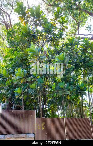 Fiddle Blatt Feige Ficus Lyrata wächst draußen in einem Garten Und erreicht etwa 20 Fuß hoch, Sydney, Australien Stockfoto