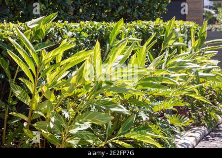 Bunte Schale Ingwer alpinia zerumbet Pflanzen in einem tropischen Sydney Garden, NSW, Australien Stockfoto