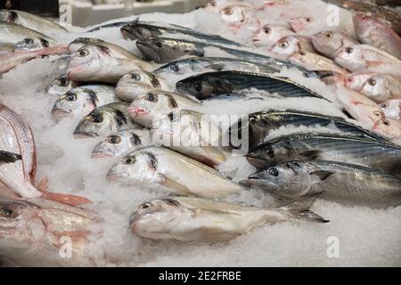 Gekühlter Fisch auf Eis. Bonito-Thunfisch, dorado und andere Meeresfische am Fischhändler Stockfoto