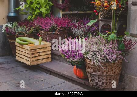 Heather vulgaris Blüte der kleinen Blumen in Körben auf verande Stockfoto