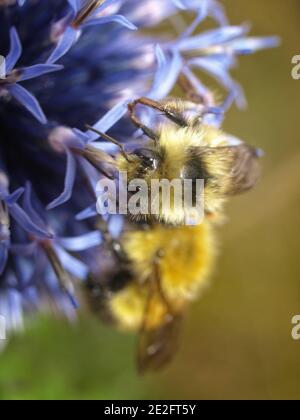 Fuzzy Hummeln auf einer blauen Alliumblume gegen eine verschwommene Hintergrund Stockfoto