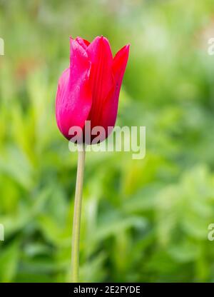 Isolierte leuchtend rote Tulpenblume in Blüte Stockfoto