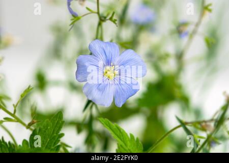 Blaue Flachs Blume Nahaufnahme. Zarte hellviolette Feldblume im selektiven Fokus. Blume Sommer Makrofotografie. Selektiver Fokus, weiß verschwommener Backgr Stockfoto