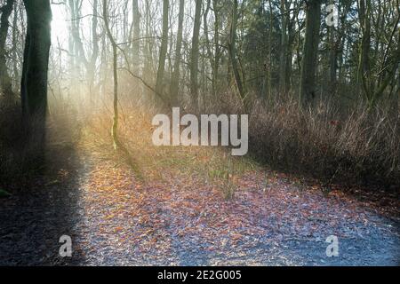 Sonnenlicht durchdringende Bäume im mittelalterlichen königlichen Jagdgebiet in King's Wood, Corby, England, an einem sonnigen Tag während der nationalen Sperre, Januar 2021. Stockfoto