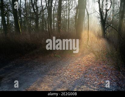 Sonnenlicht durchdringende Bäume im mittelalterlichen königlichen Jagdgebiet in King's Wood, Corby, England, an einem sonnigen Tag während der nationalen Sperre, Januar 2021. Stockfoto