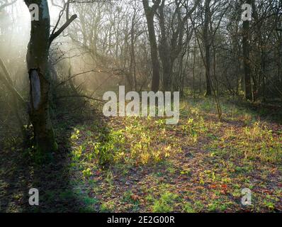 Sonnenlicht durchdringende Bäume im mittelalterlichen königlichen Jagdgebiet in King's Wood, Corby, England, an einem sonnigen Tag während der nationalen Sperre, Januar 2021. Stockfoto