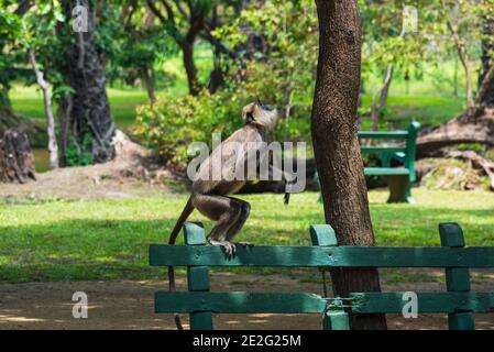 Grau (Hanuman) langur in Sri Lanka, stehend auf einer grünen Parkbank Stockfoto