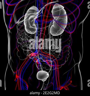 Human Harn System Nieren mit Blase Anatomie für Medical Concept 3D Illustration Stockfoto