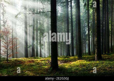 Nebelwald, Fichten, Hinterzarten, Schwarzwald, Baden-Württemberg, Deutschland Stockfoto