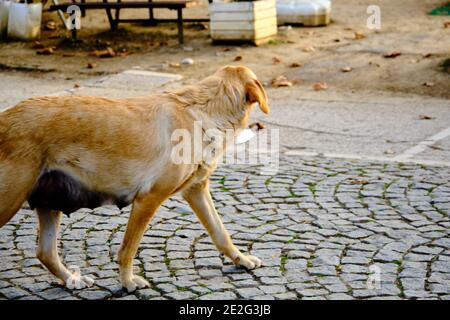 Hündinnen, die auf dem Kopfsteinpflasterweg spazieren und nach etwas suchen. Stockfoto