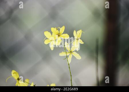 Selektive Fokusaufnahme eines Bündels gelber Blumen mit Ein Metallzaun im Hintergrund Stockfoto