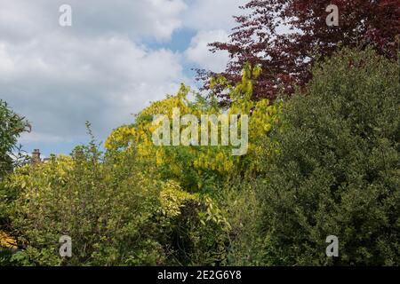 Gelbe Frühlingsblumen eines gemeinen Laburnum-Baumes (Laburnum anagyroides) in einem Waldgarten in Rural Cumbria, England, UK Stockfoto