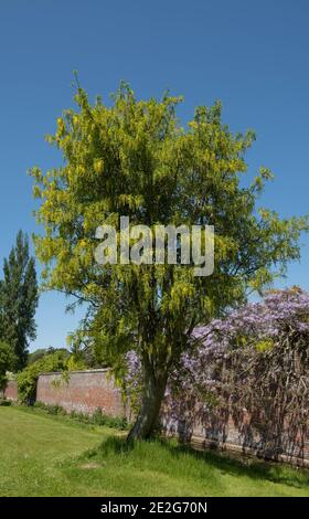 Gelbe Frühlingsblumen eines gemeinen Laburnum-Baumes (Laburnum anagyroides) in einem Waldgarten in Rural Cumbria, England, UK Stockfoto