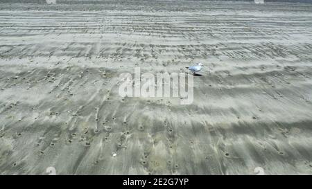 Der Strand von Lyall Bay, Wellington, NZ Stockfoto