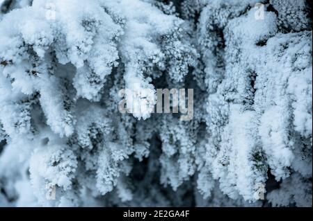 Gefrorener, schneebedeckter Zweig der Tanne im Winter Stockfoto