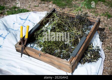 Kraut Stecklinge in einer Holzpalette und Scheren Stockfoto