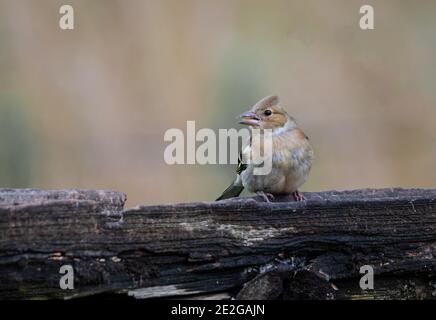 Nahaufnahme eines Buchfinkens - Fringilla coelebs - Blick nach links mit einem Samen im Schnabel Auf einem alten Tor sitzend Stockfoto