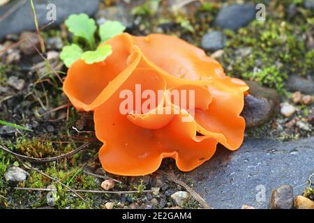 Aleuria aurantia, bekannt als der Orangenschalen-Pilz, Wildpilz aus Finnland Stockfoto