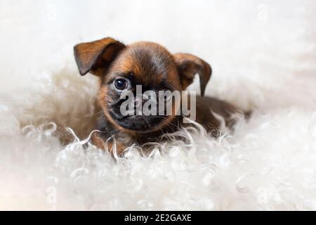 Nahaufnahme Porträt eines braunen niedlichen kleinen brüsseler Gänsegeier Welpen liegen. Stockfoto