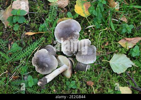 Tricholoma saponaceum var. squamosum, bekannt als seifenduftender Toadhocker, seifiger Ritter oder Seife Tricholoma, wilder Pilz aus Finnland Stockfoto
