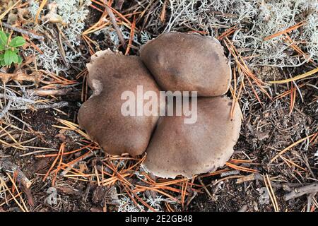 Tricholoma saponaceum, bekannt als die Seife duftenden Fliegenpilz, seifigen Ritter oder Seife tricholoma, wilde Pilze aus Finnland Stockfoto