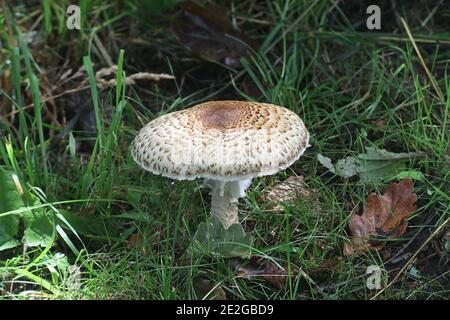 Agaricus augustus, bekannt als Prinz, wilder essbarer Pilz aus Finnland Stockfoto