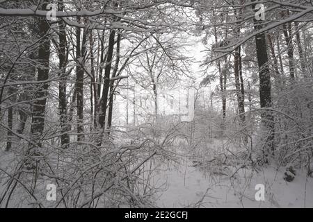 Winter Schnee bedeckt Wald frostigen Tag weißrussische Landschaft natürlichen Hintergrund. Weihnachtshintergrund mit Winterwaldlandschaft bei kaltem Wetter. Stockfoto