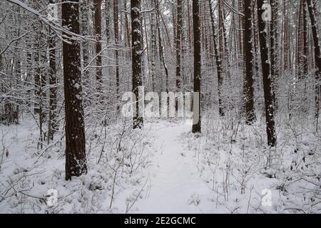Winter Januar verschneiten Kiefernwald Baumstämme Landschaft. Schneebedeckter Waldweg, der in die Waldweite führt. Weihnachten Hintergrund mit Winterwald. Stockfoto