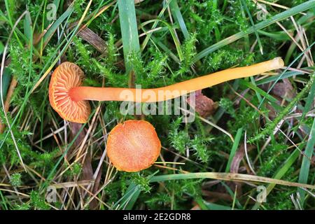 Hygrocybe miniata, auch Hygrophorus miniatus und Pseudohygrocybe miniata genannt, allgemein bekannt als Zinnoberwachse, Wildpilz aus Finnland Stockfoto