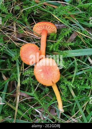 Hygrocybe miniata, auch Hygrophorus miniatus und Pseudohygrocybe miniata genannt, allgemein bekannt als Zinnoberwachse, Wildpilz aus Finnland Stockfoto