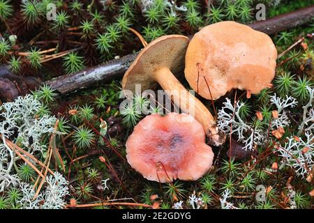 Gomphidius roseus, der rosige Dorn und Suillus bovinus, der Rindenbolet, wilde Pilze aus Finnland Stockfoto