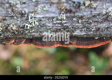 Phellinus viticola, brauner Polypore aus Finnland ohne gebräuchlichen englischen Namen Stockfoto