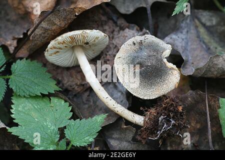 Lepiota grangei, bekannt als der Grüne Dapperling, Wildpilz aus Finnland Stockfoto