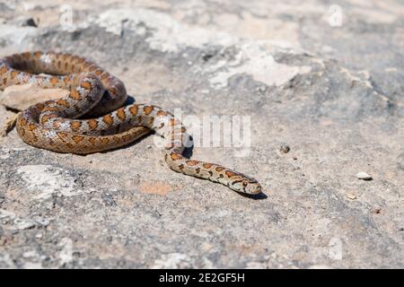 Eine Erwachsene Leopardenschlange oder Europäische Ratschlanke, Zamenis situla, die auf Felsen in Malta schlittern Stockfoto