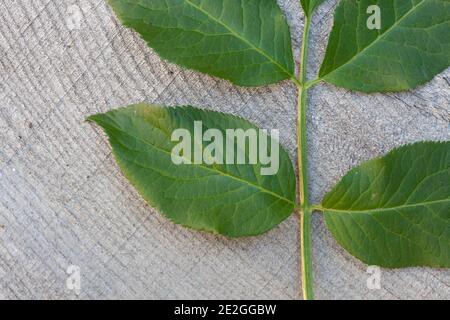 Schwarzer Holunder, Sambucus nigra, Blatt, Blätter, Elder, Common Elder, Holunderbeere, Blatt, Blätter, Sureau commun, Sureau noir Stockfoto