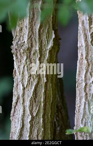 Schwarzer Holunder, Rinde, Borke, Stamm, Baumstamm, Holderbusch, Holler, Fliederbeeren, Fliederbeere, Sambucus nigra, Elder, Common Elder, Holderberry, Stockfoto