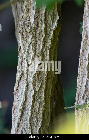 Schwarzer Holunder, Rinde, Borke, Stamm, Baumstamm, Holunder, Sambucus ...