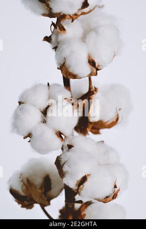 Nahaufnahme flauschige Baumwollbolls, die auf Pflanzenzweig wachsen Stockfoto