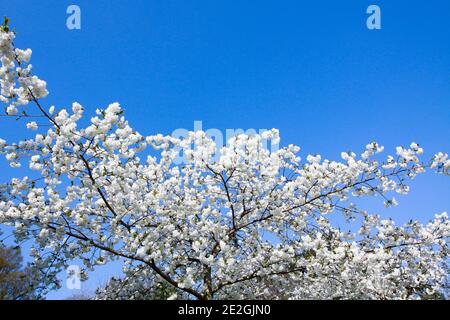 Weiße Kirschblüte vor einem tiefblauen Himmel, Kent Stockfoto