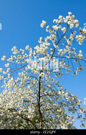 Weiße Kirschblüte vor einem tiefblauen Himmel, Kent Stockfoto