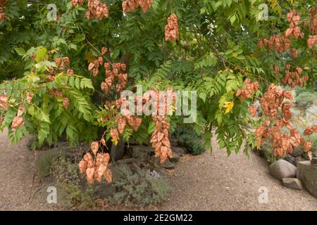 Braune Bladdery Frucht auf einem Golden Rain oder Pride of India Tree (Koelreuteria paniculata) wächst in einem Garten in London, England, Großbritannien Stockfoto