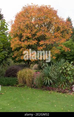 Herbstfarben eines Pride of India oder Golden Rain Tree (Koelreuteria paniculata) in einem Waldgarten in Rural Devon, England, Großbritannien Stockfoto