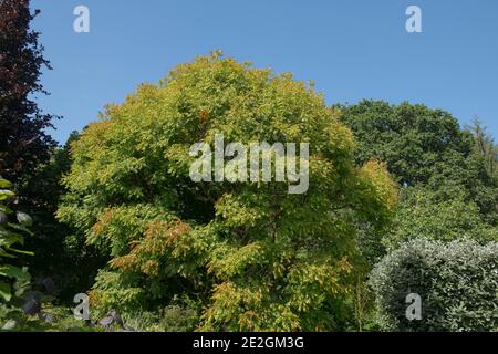 Sommer Laub eines Laubigen goldenen Regen oder Stolz von Indien Baum (Koelreuteria paniculata) wächst in einem Garten in Rural Devon, England, Großbritannien Stockfoto